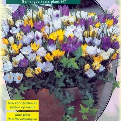 Botanische Krokusse (Crocus 'Botanisch' mix)