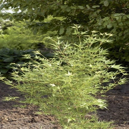 Japanischer Fächerahorn (Acer palmatum 'Okushimo')