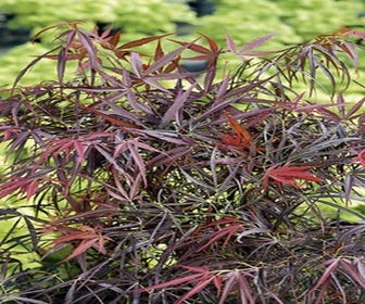Japanischer Fächerahorn (Acer palmatum 'Red Pygmy')