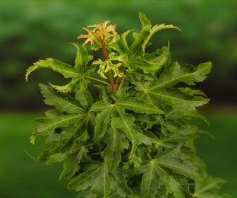 Japanischer Fächerahorn (Acer palmatum 'Shishigashira')