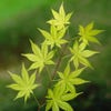 Japanischer Fächerahorn (Acer palmatum 'Summer Gold')