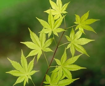 Japanischer Fächerahorn (Acer palmatum 'Summer Gold')