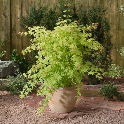 Japanischer Fächerahorn (Acer palmatum 'Summer Gold')