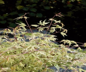 Japanischer Fächerahorn (Acer palmatum 'Ukigumo')