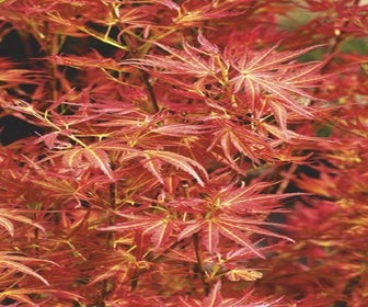 Japanischer Fächerahorn (Acer palmatum 'Wilson's Pink Dwarf')