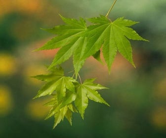 Japanischer Fächerahorn (Acer shirasawanum 'Jordan')