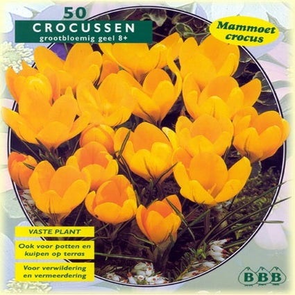 Krokus (Crocus 'Grootbloemig, Gelb')