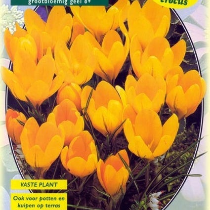 Krokus (Crocus 'Grootbloemig, Gelb')