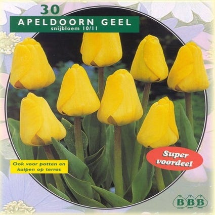 Tulpe (Tulp 'Apeldoorn Geel')