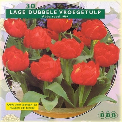 Tulpe (Tulpe 'Dubbel Früh Abba')