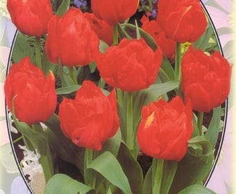 Tulpe (Tulpe 'Dubbel Früh Abba')