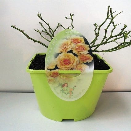 Patio-Rose (Rosa 'Amber Nectar')