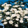 Bodendeckende Rose (Rosa 'Crystal Fairy')