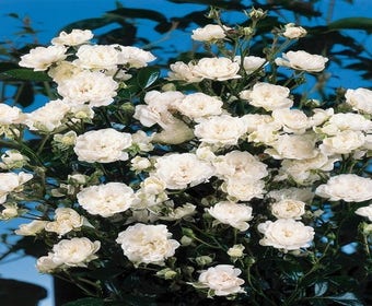 Bodendeckende Rose (Rosa 'Crystal Fairy')