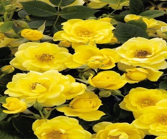 Patio-Rose (Rosa 'Dolly Dot')