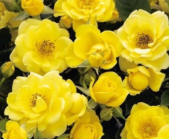 Patio-Rose (Rosa 'Dolly Dot')