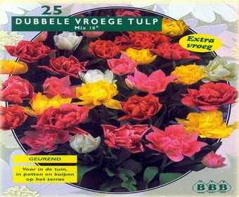 Tulpe (Tulpe 'Doppelte Mischung')