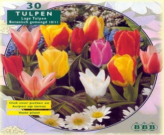 Tulpe (Tulp 'Greiggi Mix')