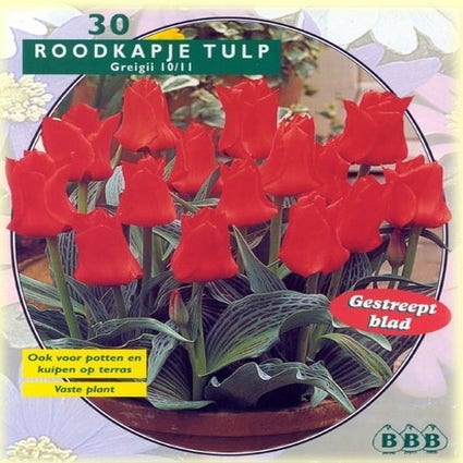 Tulpe (Tulpe 'Roodkapje', Greigii)