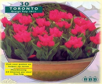 Tulpe (Tulp 'Toronto', Greigii)