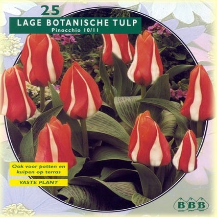 Tulpe (Tulpe 'Pinocchio', Greigii)