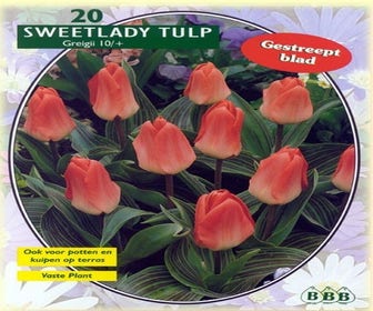 Tulpe (Tulpe 'Sweet Lady', Greigii)