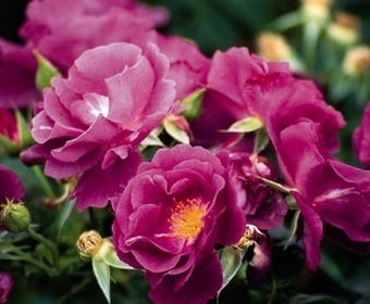 Rose (Rosa 'Rhapsody in Blue')