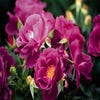 Rose (Rosa 'Rhapsody in Blue')