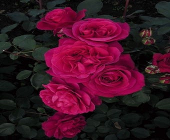 Besondere Rose (Rosa 'Blackberry Nip')