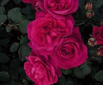 Besondere Rose (Rosa 'Blackberry Nip')
