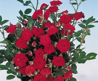 Bodendeckende Rose (Rosa 'Fairy Queen')