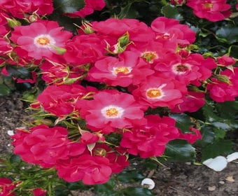 Patio-Rose (Rosa 'Summerfield')
