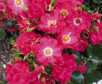 Patio-Rose (Rosa 'Summerfield')