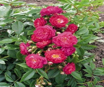Minikletterrose (Rosa 'Perennial Blue')