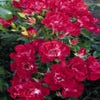 Minikletterrose (Rosa 'Rambling Rosie')