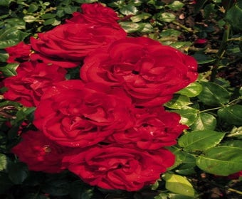 Kletterrose (Rosa 'Grand Hotel')
