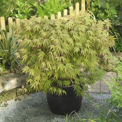 Japanischer Fächerahorn (Acer palmatum 'Chitoseyama')