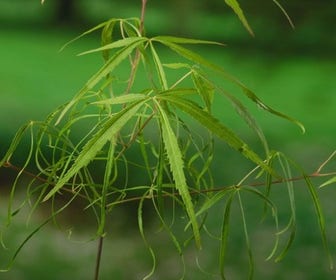 Japanischer Fächerahorn (Acer palmatum 'Koto-no-ito')