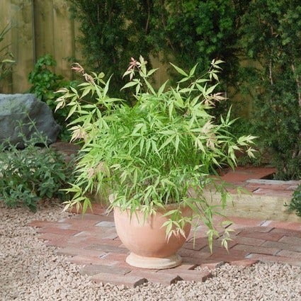 Japanischer Fächerahorn (Acer palmatum 'Koto-no-ito')
