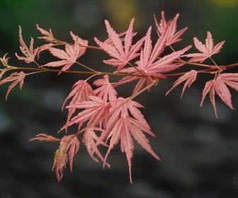Japanischer Fächerahorn (Acer palmatum 'Taylor')