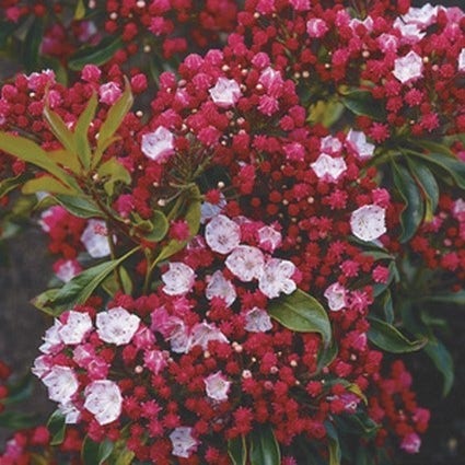Löffelbaum (Kalmia latifolia 'Ostbo Red')