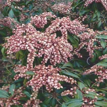Steinheide (Pieris japonica 'Valley Valentine')