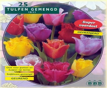 Tulpe (Tulpe 'Gefranjerd Mix')
