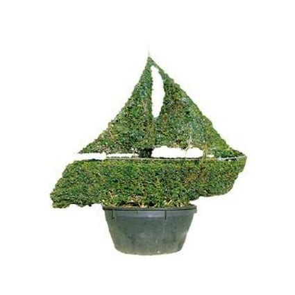 Segelboot (Ligustrum delavayanum)