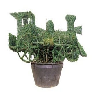 Lokomotive (Ligustrum delavayanum)