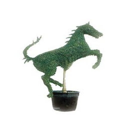 Aufrechtes Pferd (Ligustrum delavayanum)