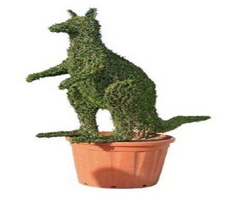 Känguru (Ligustrum delavayanum)