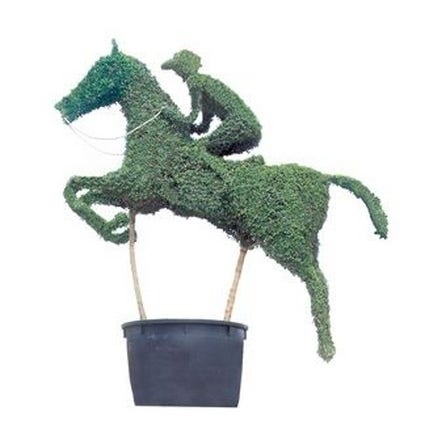 Pferd mit Jockey (Ligustrum delavayanum)