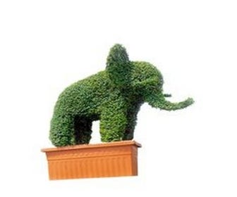 Elefant (Ligustrum delavayanum)