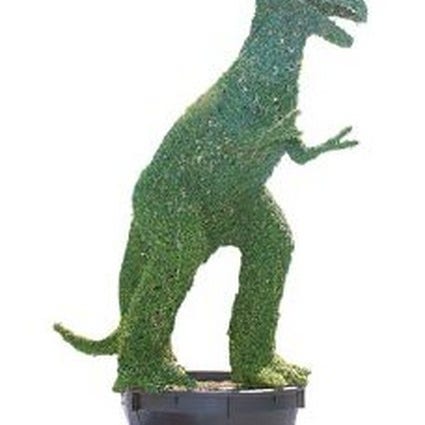 Tyrannosaurus Rex (Ligustrum delavayanum)